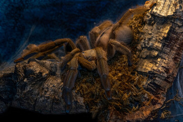 spinne, tarantel, arachnid, tier, haarig, insecta, natur, isoliert, beängstigend, angst