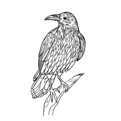 Illustration with a raven on a branch. Drawn by hand in ink. Isolated on white background raven drawn in a linear style. Crow sitting on a branch on a white background. Crow tattoo sketch.
