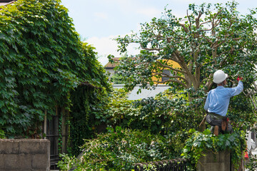 Care for garden trees.  庭木の手入れ