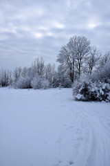 Landscape with a ski trail of snow-covered trees and shrubs