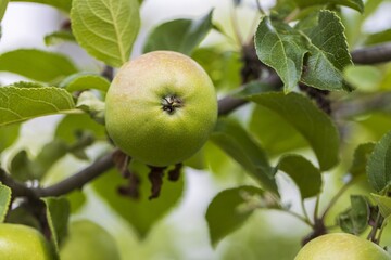 Close up view of apple tree. Healthy food concept. Beautiful nature background. Sweden.
