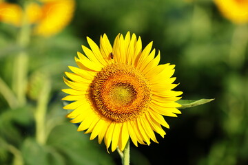 The sunflowers have become perfect for viewing