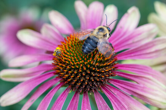 Soliatry Leaf-Cutter Bee on Orange and Purple Coneflower