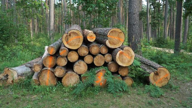 View of logs stacked after deforestation. Cross-sectional view of felled pine trunks. Logging scene in a wooded environment. A static landscape with conifers wood materials in the summer season.