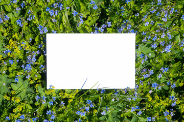 Summer or spring greeting card, invitation template. Blank white card among blue mountain flowers in sunlight, outdoors.Top view, flat lay.