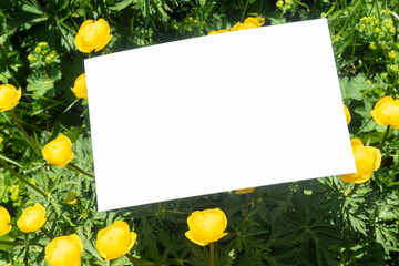 Summer or spring greeting card, invitation template. Blank white card among yellow mountain flowers in sunlight, outdoors. Top view, flat lay.