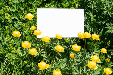 Summer or spring greeting card, invitation template. Blank white card among yellow mountain flowers in sunlight, outdoors