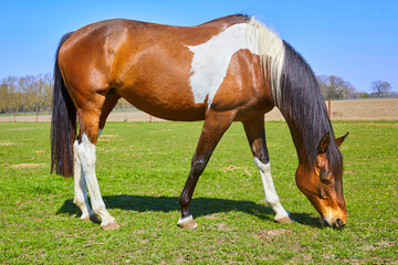 Naklejka na ściany i meble Beautiful horse while grazing in the pasture.