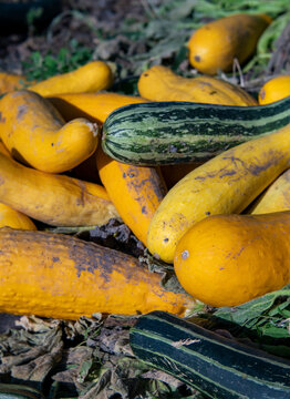 Freshly Harvested Yellow Squash and Striped Green Zucchini in a Pile