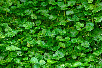 Gundermann // Ground-ivy, gill-over-the-ground (Glechoma hederacea)
