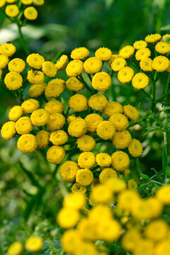 Rainfarn, Wurmkraut // Tansy (Tanacetum vulgare)