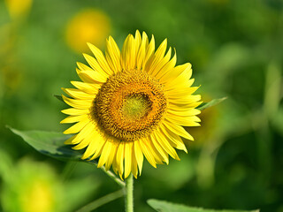 The sunflowers have become perfect for viewing