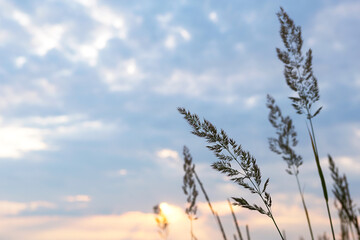 Dry grass-panicles of the Pampas against orange sky with a setting sun. Nature, decorative wild reeds, ecology. Summer evening, dry autumn grass