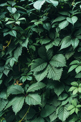 Texture of many fresh beautiful leaves of green wild grape. Natural background. Vertical photo.