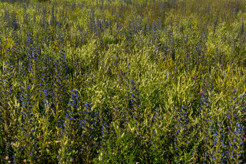 Green field violet flowers closeup.