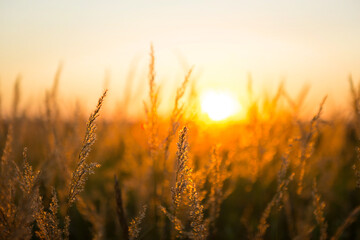 Fototapeta premium Dry grass-panicles of the Pampas against orange sky with a setting sun. Nature, decorative wild reeds, ecology. Summer evening, dry autumn grass