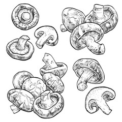 Shiitake mushroom set. Vector illustration of mushrooms on white background. Hand drawn style