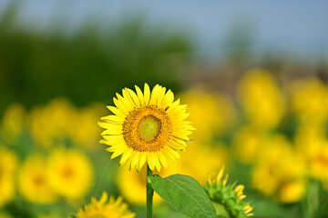 Fototapeta premium The sunflowers have become perfect for viewing