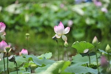 Fototapeta premium Lotus