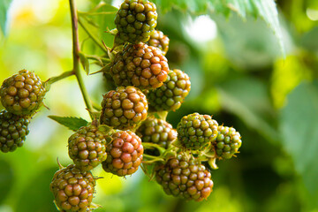 blackberry bush in the garden