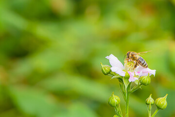 butterfly on a flower