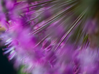 abstract purple giant allium flower