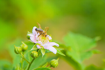 bee on flower 2021