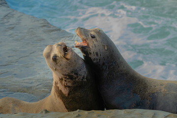 2021-07-23 TWO LARGE MALE SEA LIONS FIGHTING OVER TURF IN LA JOLLA CALIFORNIA