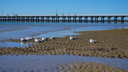 Seagulls resting on the rippled sand as the tide comes in, with Urangan Pier in the background....