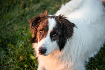 happy white shepherd dog in nature