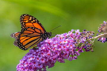 Monarch butterfly feeding from purple flowers of butterfly bush in garden - 446861047