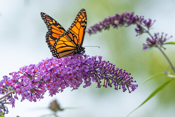 Fototapeta na wymiar Orange monarch butterfly perched on purple flowers of butterfly bush in garden