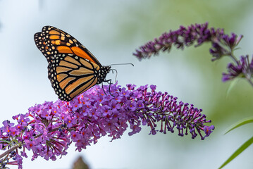 Orange monarch butterfly perched on purple flowers of butterfly bush in garden