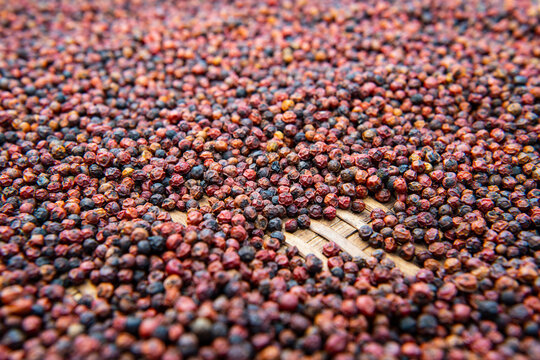 pepper on a drying rack at farm in Cambodia