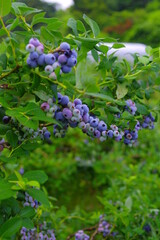 たくさん実を付けたブルーベリーの木