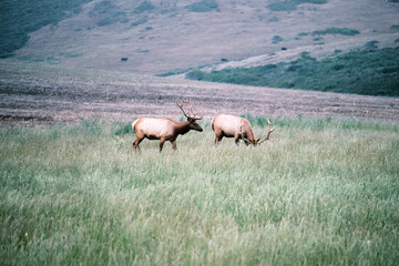 Large Male Elk Grazing in Grasslands on Foggy Day at Point Reyes