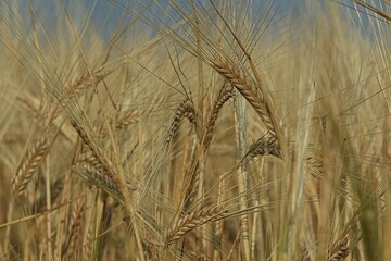 A barley field against the blue sky on a sunny summer day. Ripe golden ears of barley in a field on a blue background.
