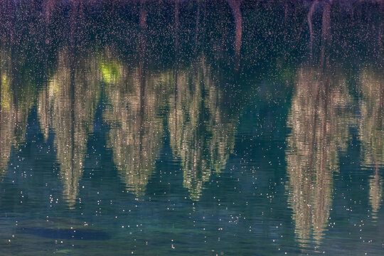 Mosquitoes, Parker Lake, Ansel Adams Wilderness, California