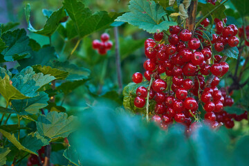 Red currants, bunches of currants grow on the bush. The period of flowering and ripening of berries, Shrub with red currant fruits