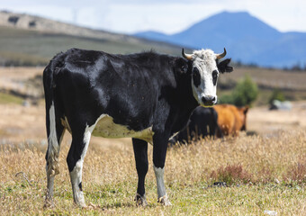 A large black and white cow staring out into the meadow