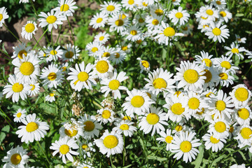 white daisies and grass outdoors in summer
