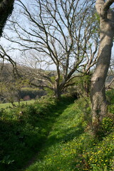 A beautiful countryside path: lush green grass, yellow spring wildflowers, bare winter trees; hills in distance; hedgerows surrounding fields; an ancient footpath up a holloway in the English country