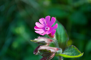 Close up of a beautiful little pink Red Campion flower (Silene dioica) on a simple stem, surrounded by leaves and buds, against a green background.