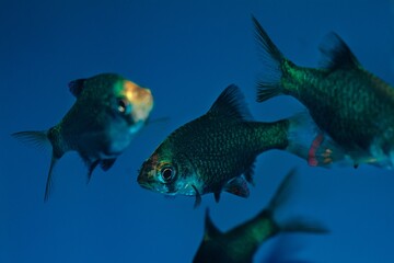 green tiger barb, group of females, rare coloration commercial trade tropical cyprinid fish, spectacular, active and easy to keep colorful juvenile in pet shop