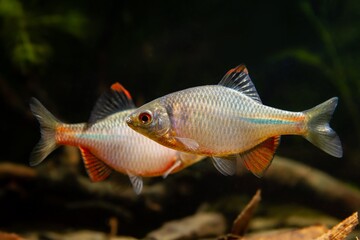 males of gudgeon or bitterling in bright spawning coloration fight for a female to breed in a planted freshwater aquarium, beautiful ornamental species, dark low light biotope concept