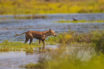 A dog walks and swims among vegetation exploring the saltwater wetland from the sea at the Ramsar site, lagoon 