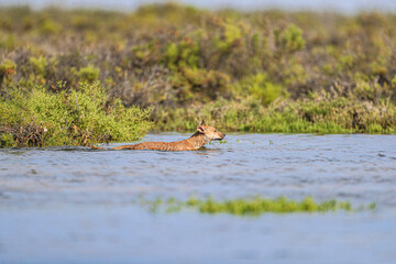 A dog walks and swims among vegetation exploring the saltwater wetland from the sea at the Ramsar site, lagoon 