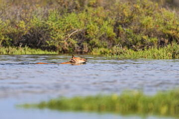 A dog walks and swims among vegetation exploring the saltwater wetland from the sea at the Ramsar site, lagoon 