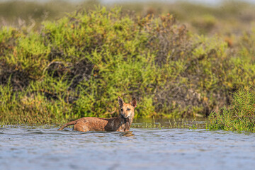 A dog walks and swims among vegetation exploring the saltwater wetland from the sea at the Ramsar site, lagoon 