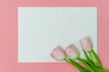 Top view or flat lay of purple and white tulip flowers and blank paper card on pink background with copy space for text. Feminine concept.